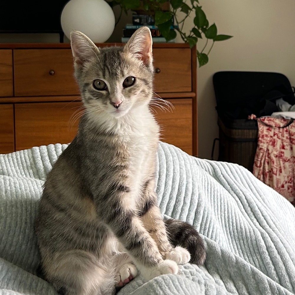 Meet your Posher, Lily rose